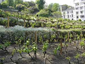 Montmartre Vineyard, Paris Montmartre Vineyard, Paris